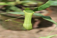 Nepenthes khasiana